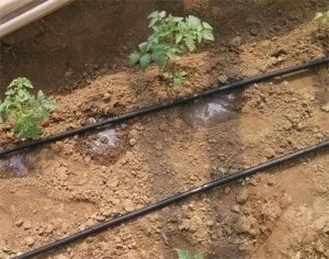 先進的節水灌溉技術
