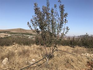 果樹滴灌現場使用案例