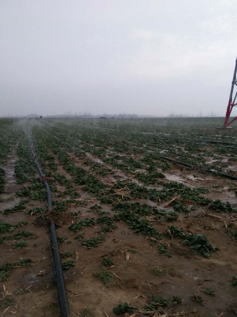 園林噴灌、滴灌、微噴