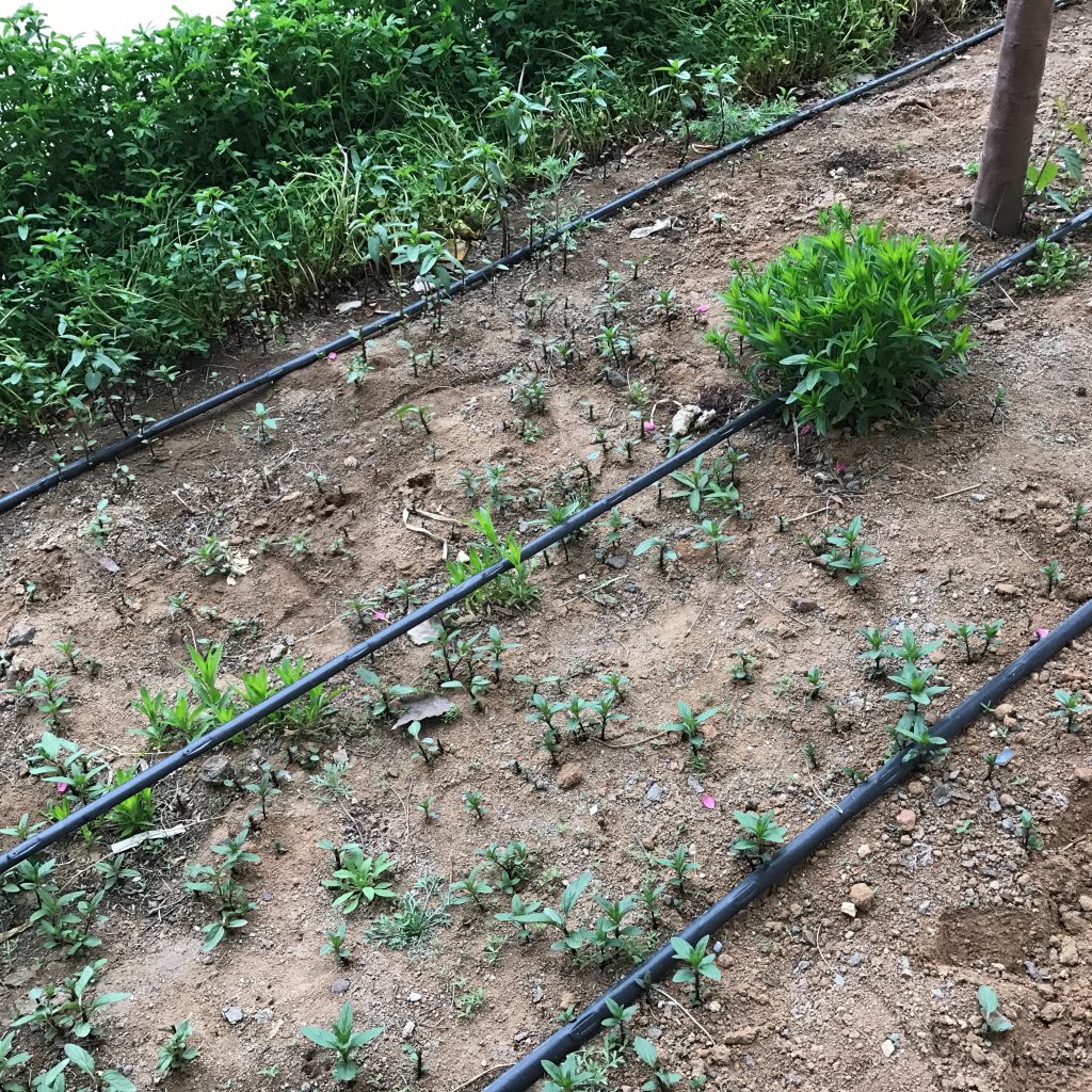 園林噴灌、滴灌、微噴