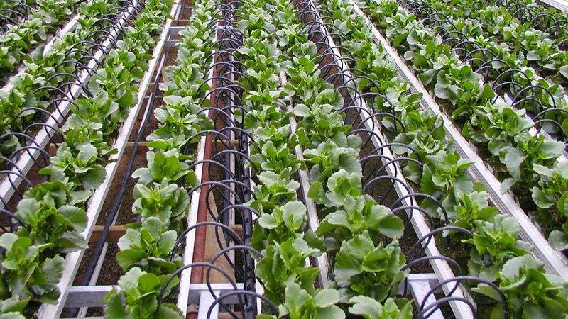 灌溉方式和灌水下限對溫室淸茄生長、耗水特性及產量的影響