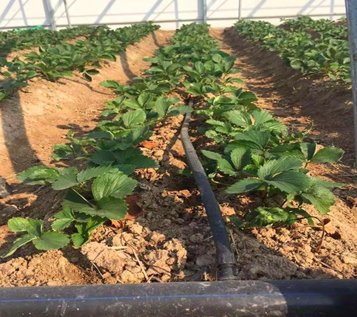大棚草莓滴灌系統設計