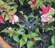 流量可調式滴頭（示范圖）